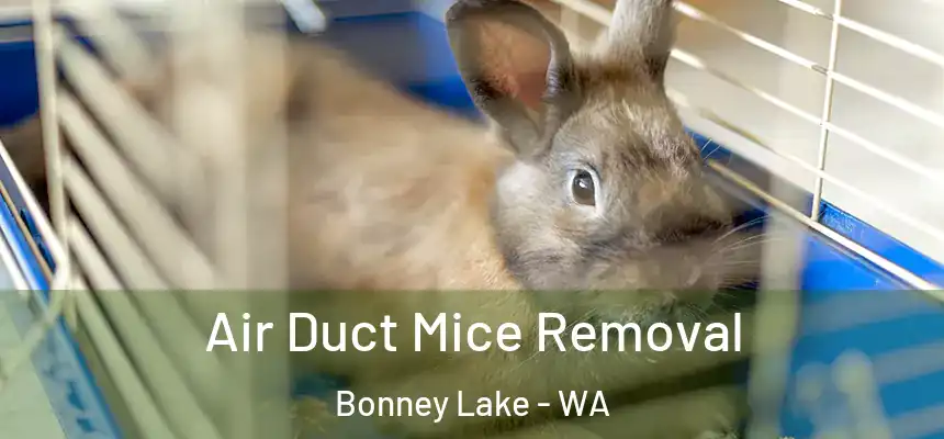  Air Duct Mice Removal Bonney Lake - WA
