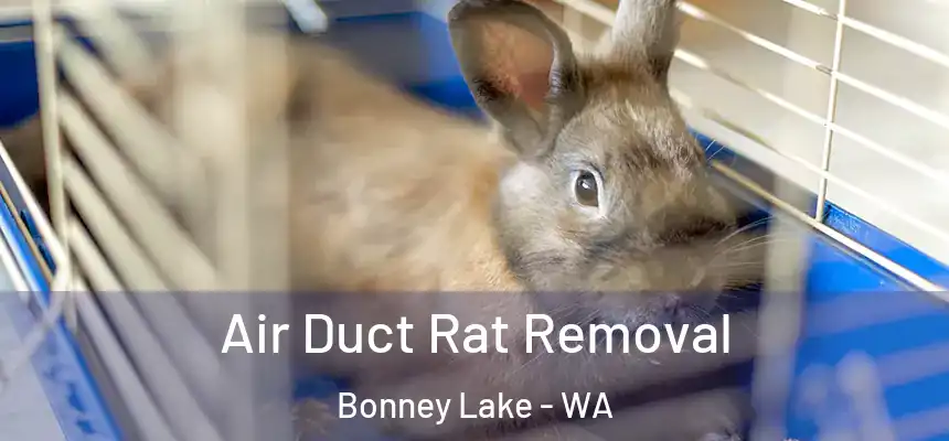  Air Duct Rat Removal Bonney Lake - WA