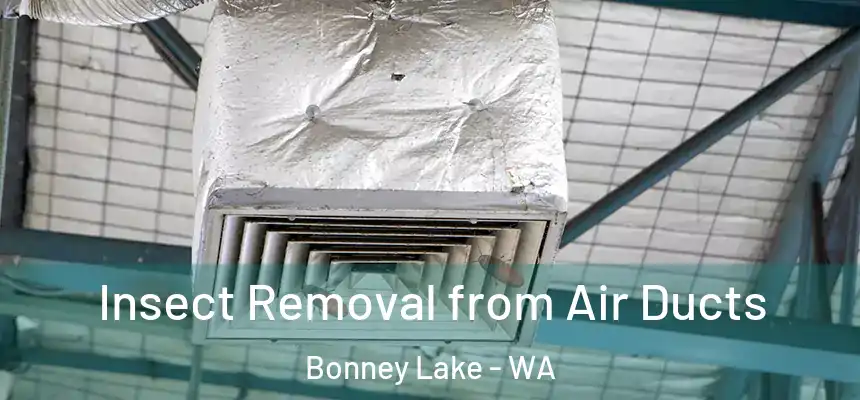  Insect Removal from Air Ducts Bonney Lake - WA