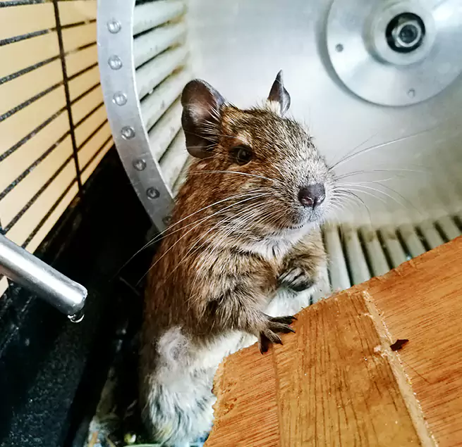 Why Homeowners & Businesses Trust Us Bonney Lake, WA